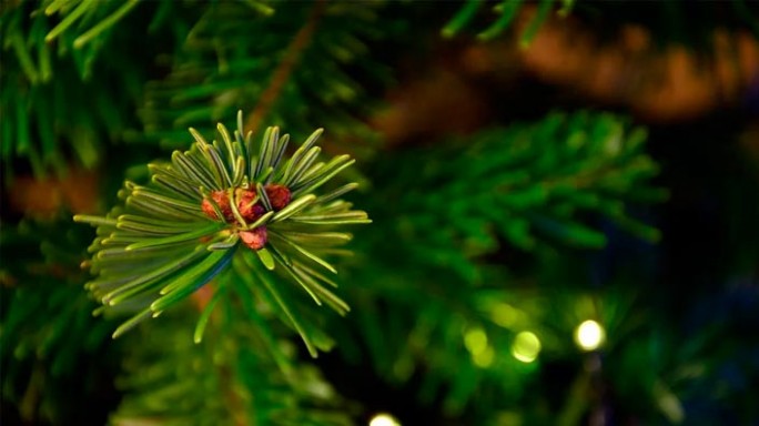 Что нужно делать, чтобы новогодняя елка прожила подольше?