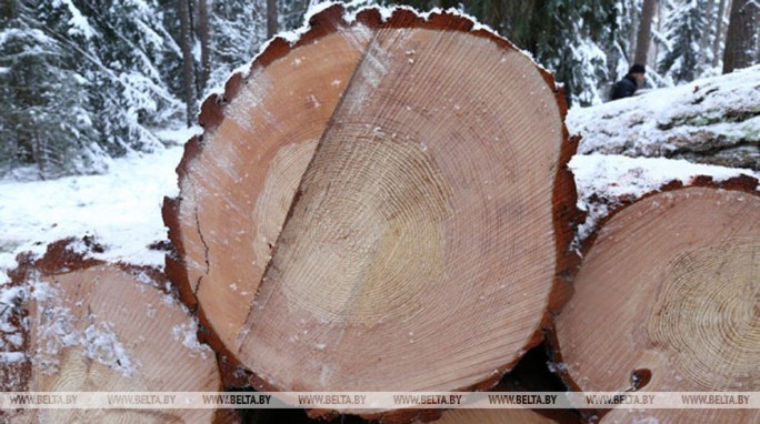 Лесничий из Гродненской области продавал предприятию деловую древесину по заниженным ценам