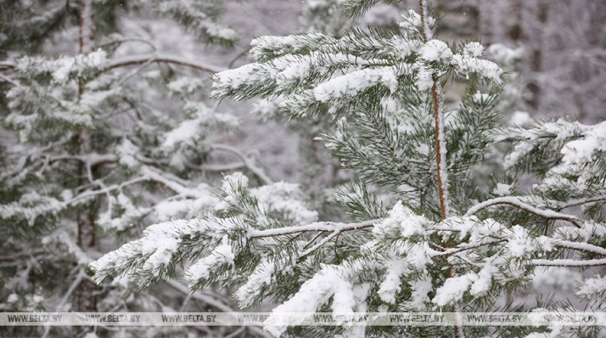 Снег с дождем и до -8°С ожидается в Беларуси 4 января