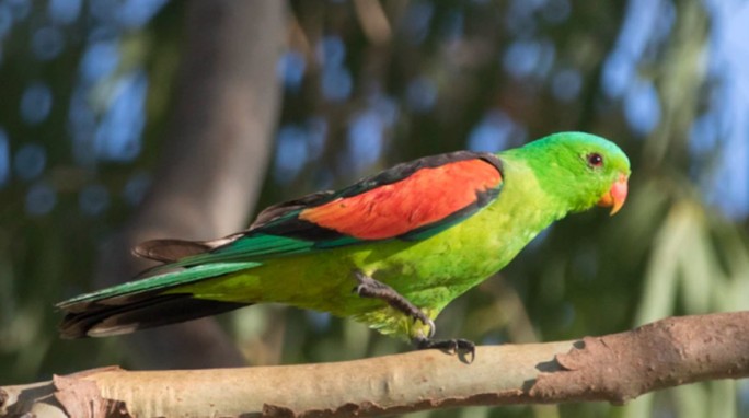 Пьяные попугаи заполонили город в Австралии