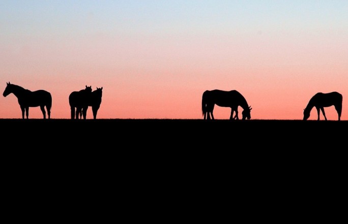 Неизвестные расстреляли 53 лошади с жеребятами в России