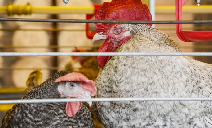 Беларусь ограничивает ввоз птицы из региона Польши из-за птичьего гриппа