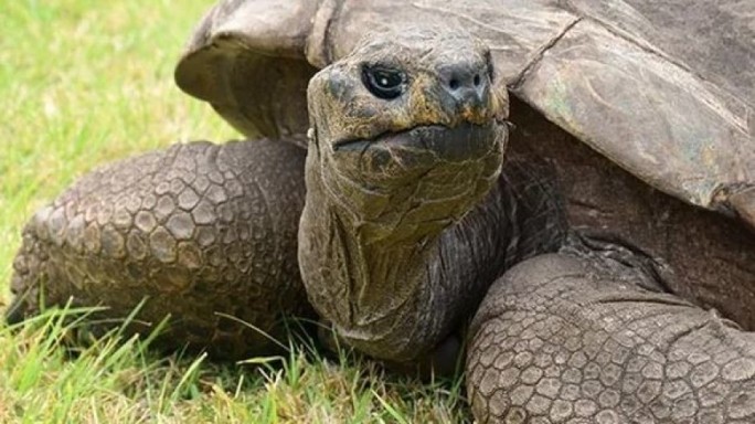 Старейшая в мире черепаха попала в Книгу рекордов Гиннесса