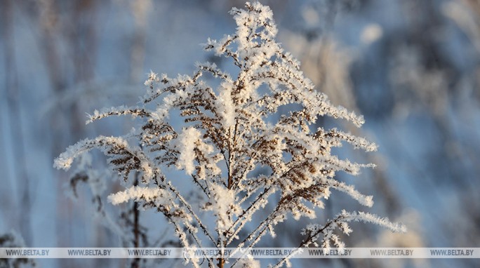 Местами снег ожидается в Беларуси 26 января