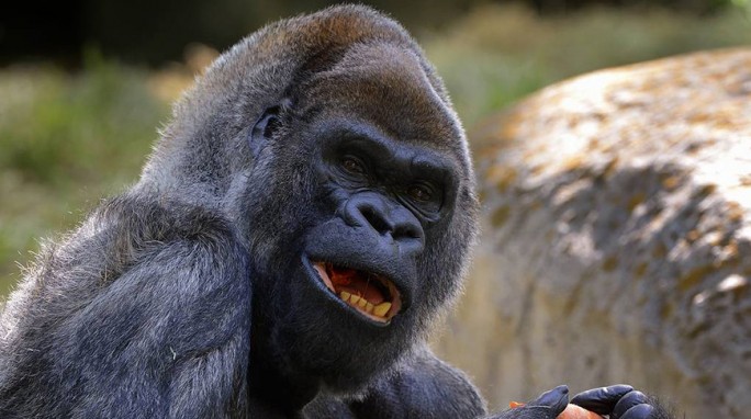 В зоопарке США скончался самый старый в мире самец гориллы