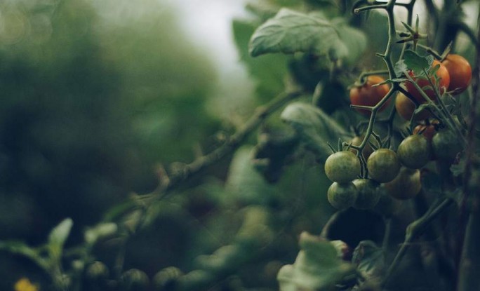 Дачнику на заметку: как вырастить крепкую рассаду томатов?