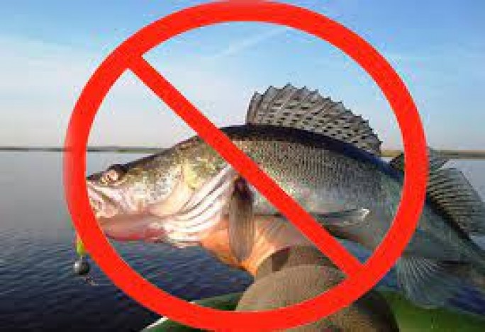Лов судака запрещается с 15 апреля