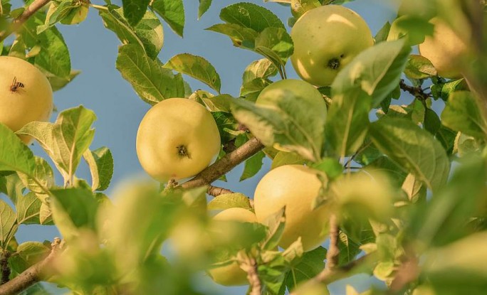 Чем подкормить плодовые деревья в августе? Отвечает специалист