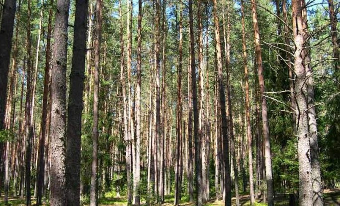 Правоохранители нашли мужчину, который 2 дня провел в лесу на территории Гродненского района
