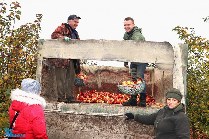 В ОАО «Черлёна» садят новый сад и собирают яблоки