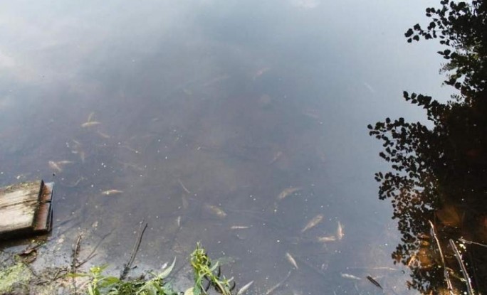 В Малой Берестовице загрязнение в водоеме привело к массовой гибели рыбы