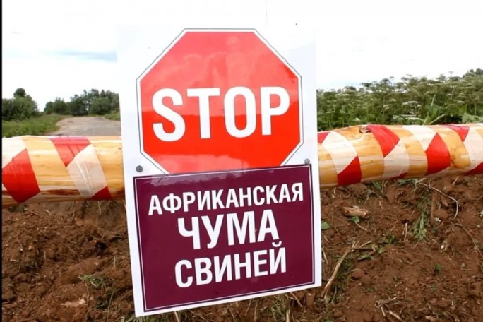 Африканская чума свиней