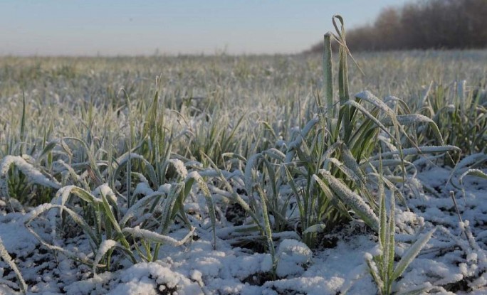 Озимый прогноз: как скажутся капризы зимы на посевах?