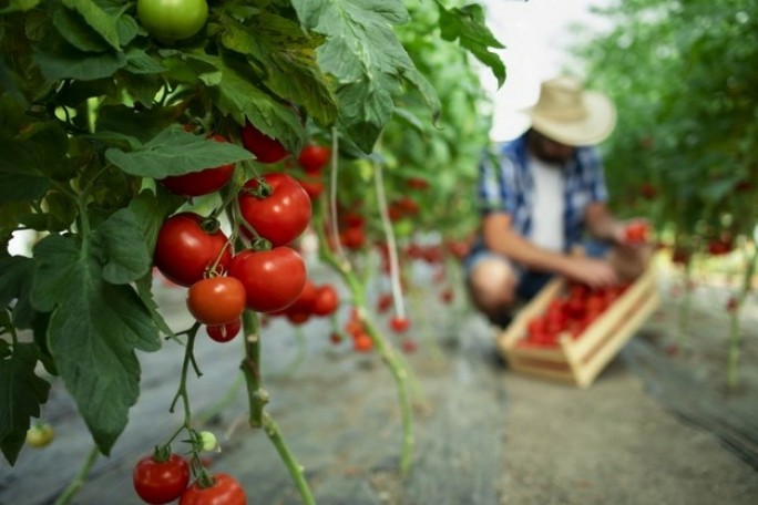 Работодателям, занятым производством сельскохозяйственной продукции и крестьянским фермерским хозяйствам