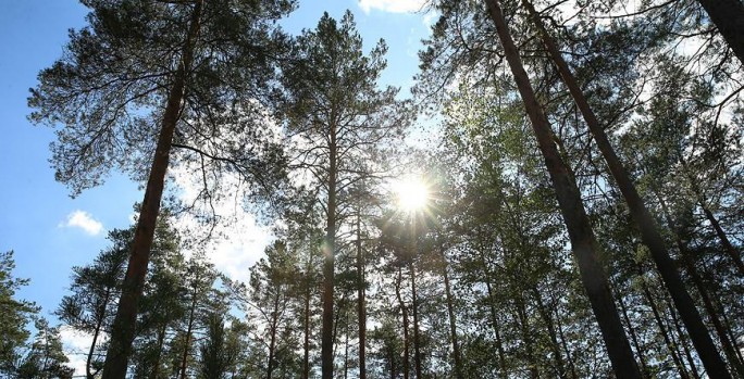 Во всех районах Гродненской области ограничено посещение лесов