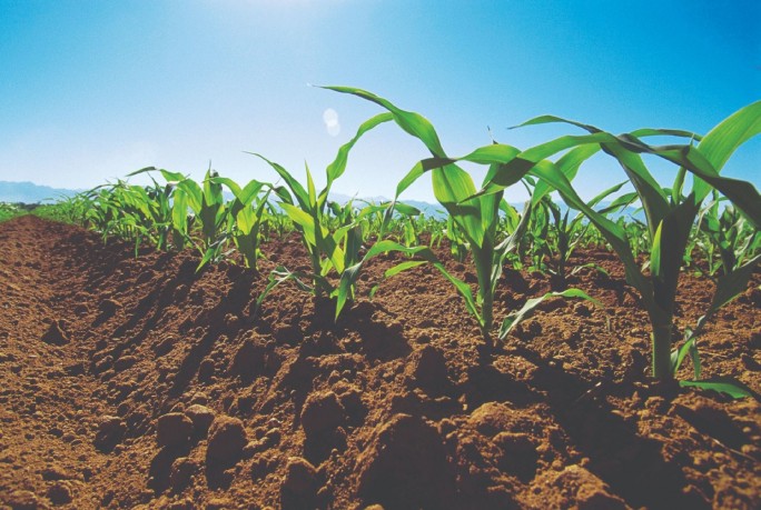 В Беларуси посеяно более 600 тысяч гектаров кукурузы на зерно