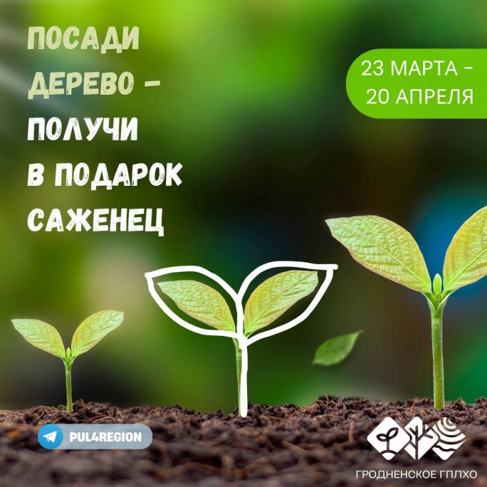 Посади дерево - получи в подарок саженец! Сегодня в Беларуси стартовала республиканская акция 'Аднавiм лясы разам!'