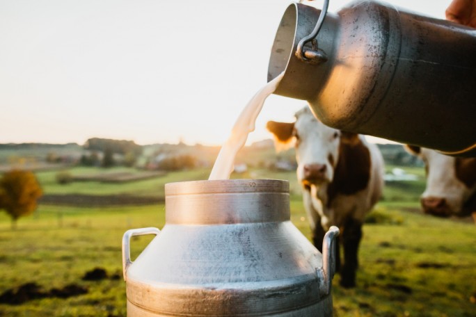 Насколько выросло производство молока в Мостовском районе